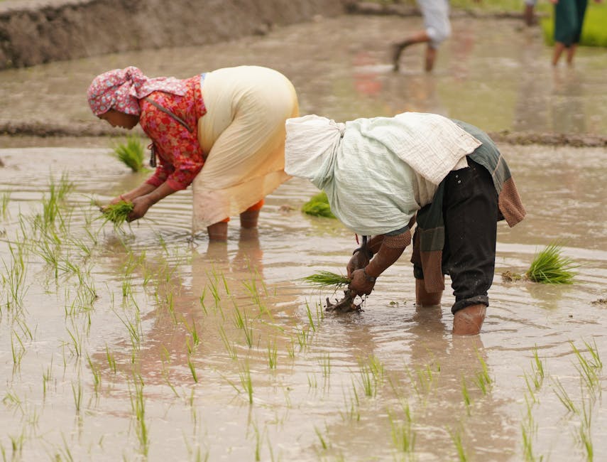 Farmers planting rice in Bagmati Province, Nepal. Showcasing traditional agriculture.